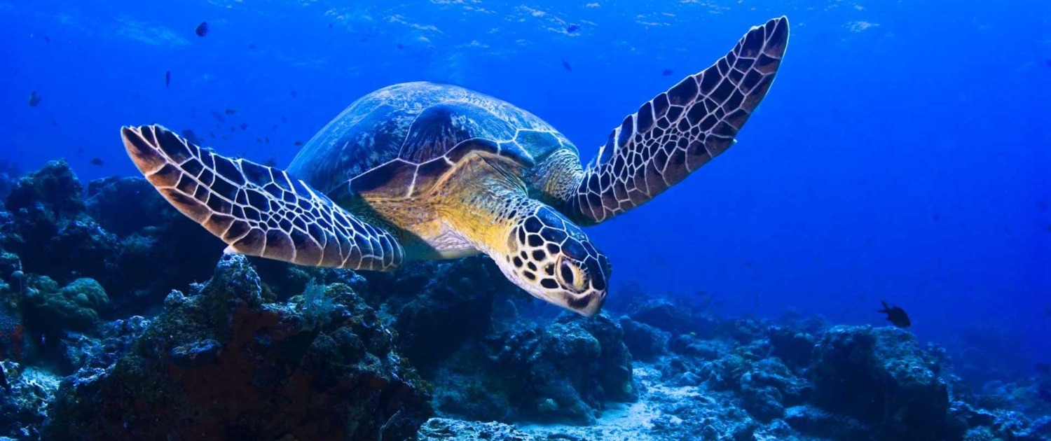 Observer la ponte des tortues marines ou assister à l'éclosion de leurs œufs est un spectacle aussi rare qu'inoubliable sur l'archipel de Sao Tomé-et-Principe