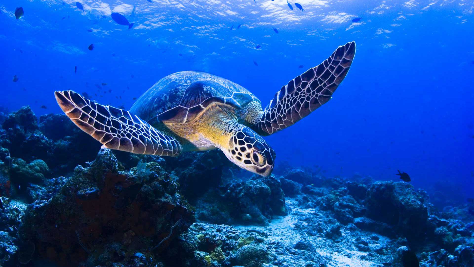 Observer la ponte des tortues marines ou assister à l'éclosion de leurs œufs est un spectacle aussi rare qu'inoubliable sur l'archipel de Sao Tomé-et-Principe