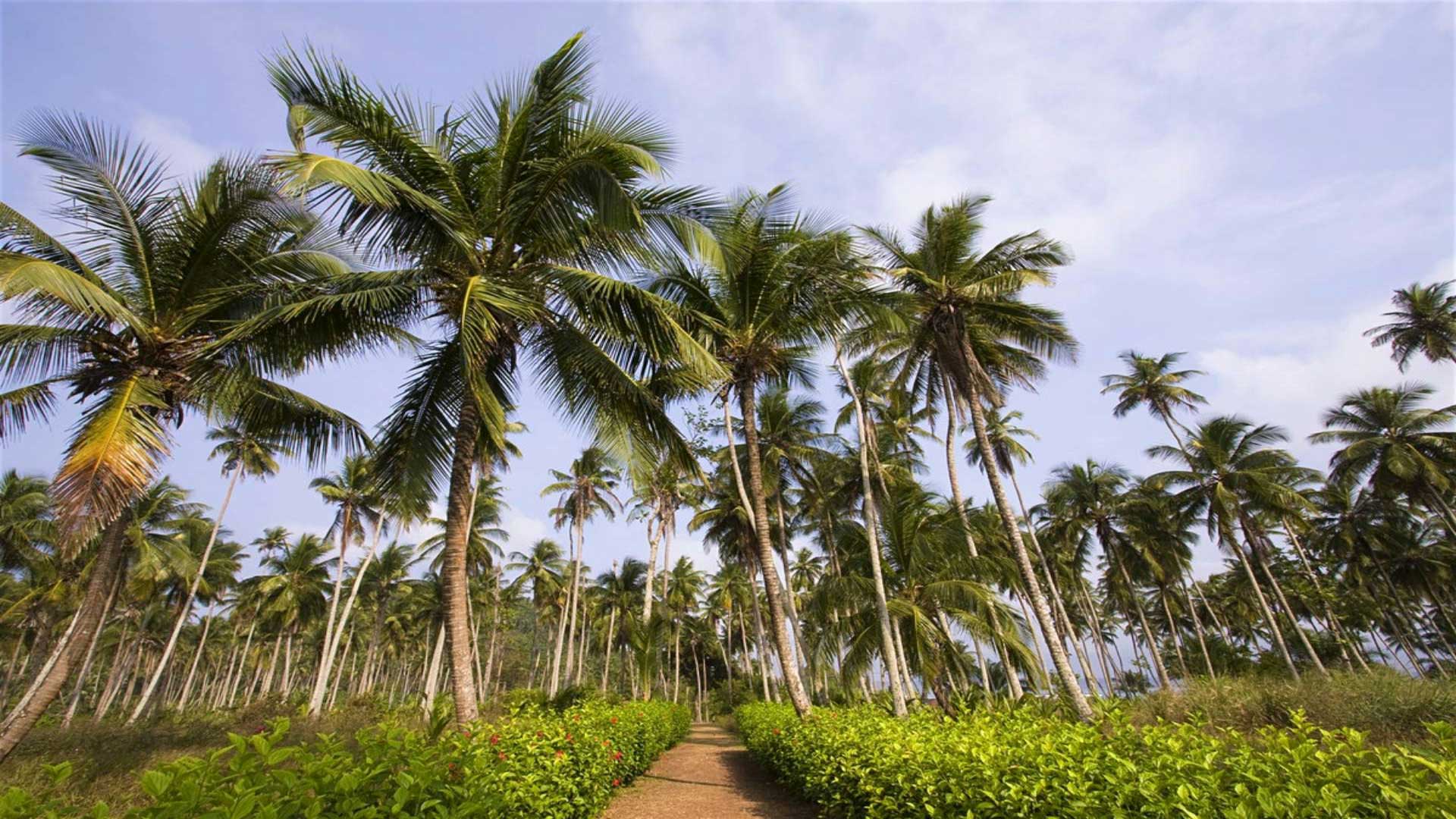 Petit écrin de végétation luxuriante perdu au milieu de l’immensité de l’Océan Atlantique, l’archipel de Sao Tomé-et-Principe est un joyau où tout reste à découvrir