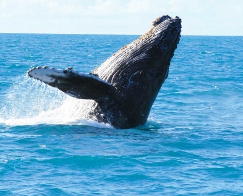 Observer les baleines et les dauphins dans leur habitat naturel accompagné par des experts locaux de juillet à septembre, période de migration de ces cétacés