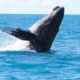 Observer les baleines et les dauphins dans leur habitat naturel accompagné par des experts locaux de juillet à septembre, période de migration de ces cétacés