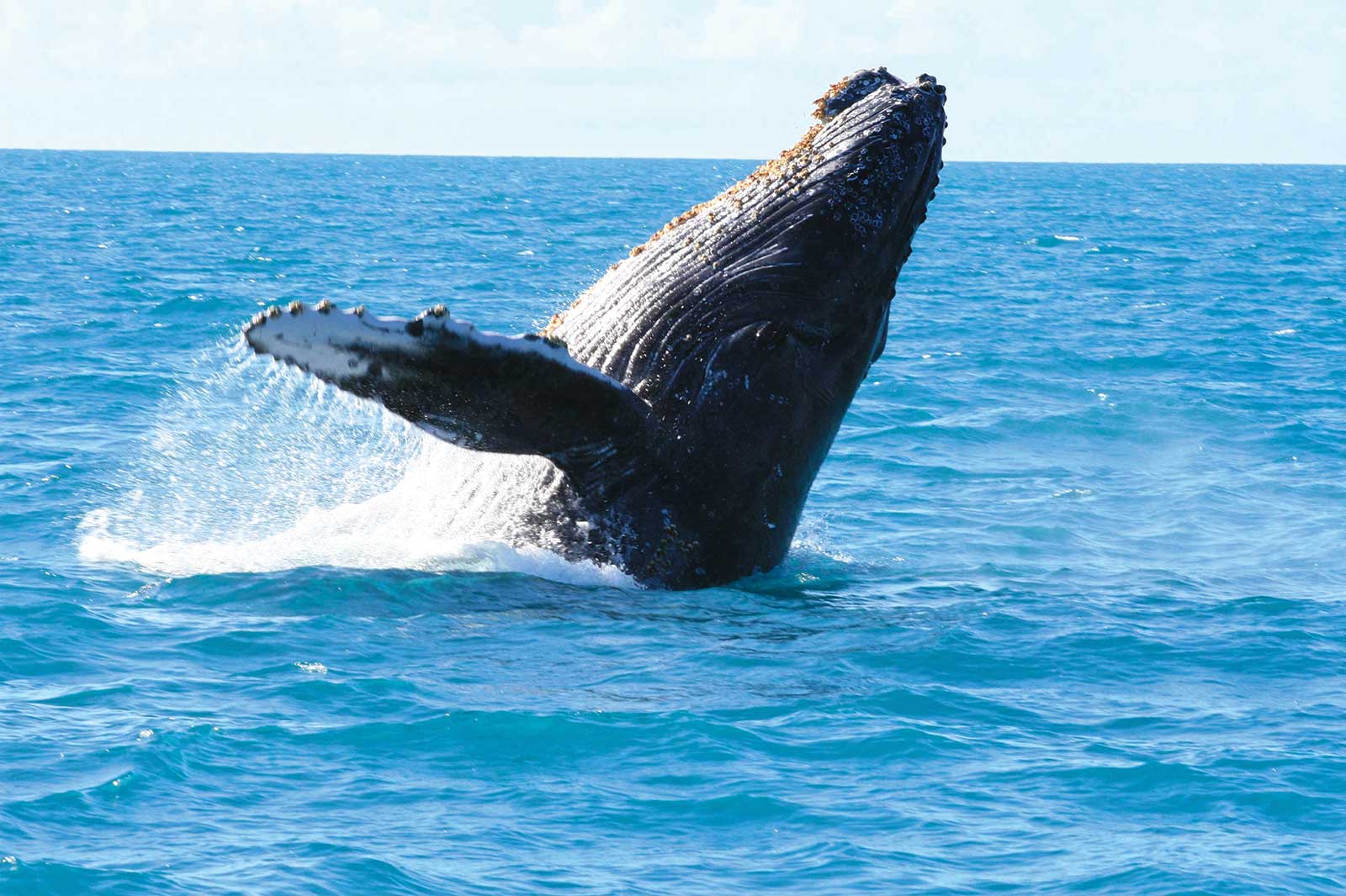 Observer les baleines et les dauphins dans leur habitat naturel accompagné par des experts locaux de juillet à septembre, période de migration de ces cétacés