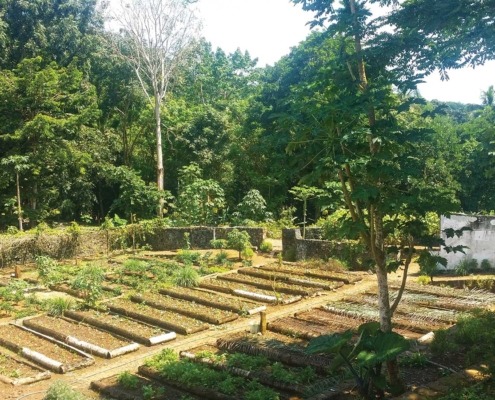 A la découverte des secrets de l’agriculture biologique à la Roça Paciência, odeurs et saveurs de l’île de Principe