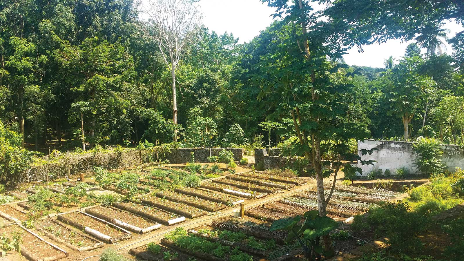 A la découverte des secrets de l’agriculture biologique à la Roça Paciência, odeurs et saveurs de l’île de Principe
