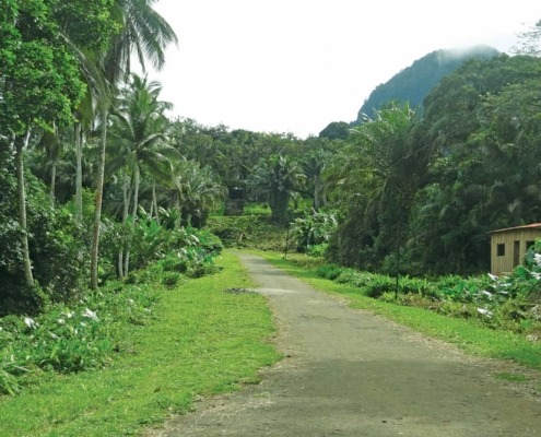 Randonnée à travers la plus grande Roça de l’île de Principe et son héritage cap-verdier et une vue magnifique sur la ville de Santo António
