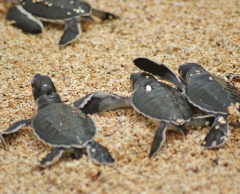Sortie nocturne pour aller à l’encontre des tortues et de surveiller la ponte sur les plages de l’île de Principe entre septembre et avril