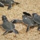 Sortie nocturne pour aller à l’encontre des tortues et de surveiller la ponte sur les plages de l’île de Principe entre septembre et avril