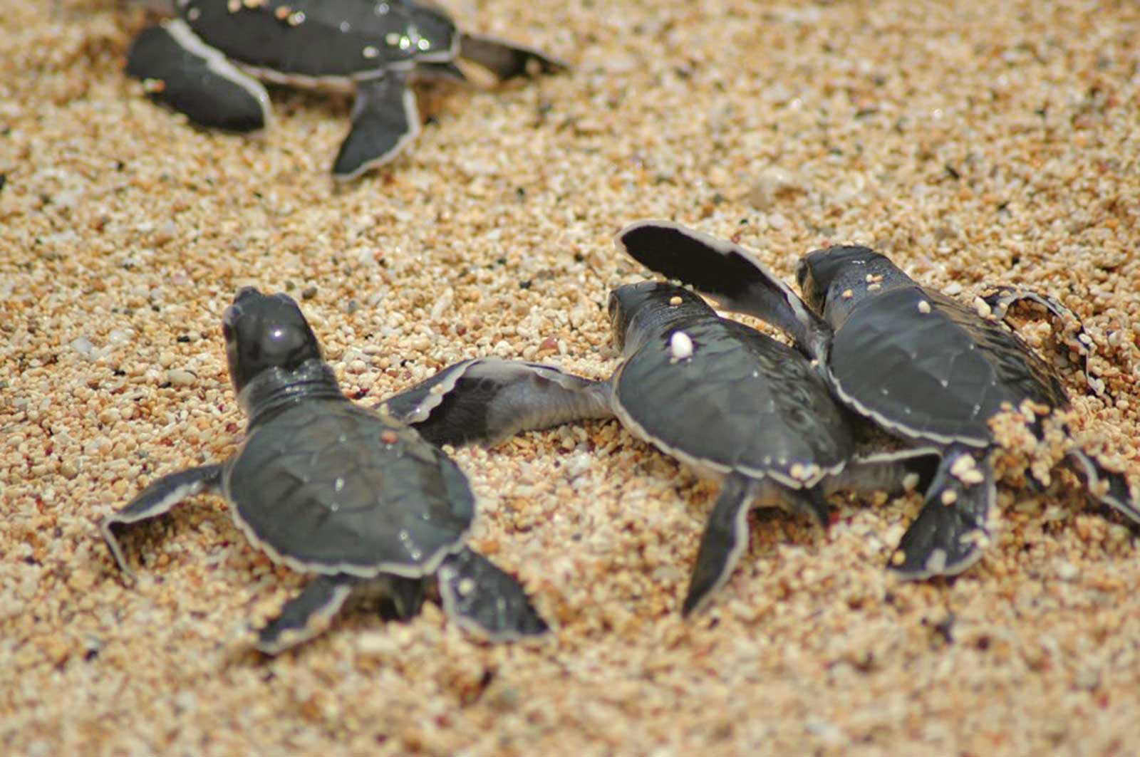 Sortie nocturne pour aller à l’encontre des tortues et de surveiller la ponte sur les plages de l’île de Principe entre septembre et avril