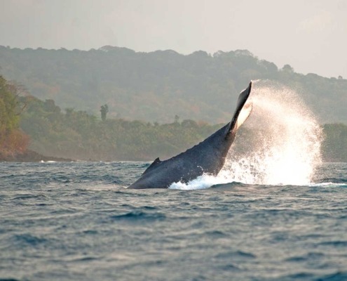 De juillet à septembre, vivre une expérience exceptionnelle avec l’observation des cétacés dans leur habitat naturel, Sao Tomé-et-Principe