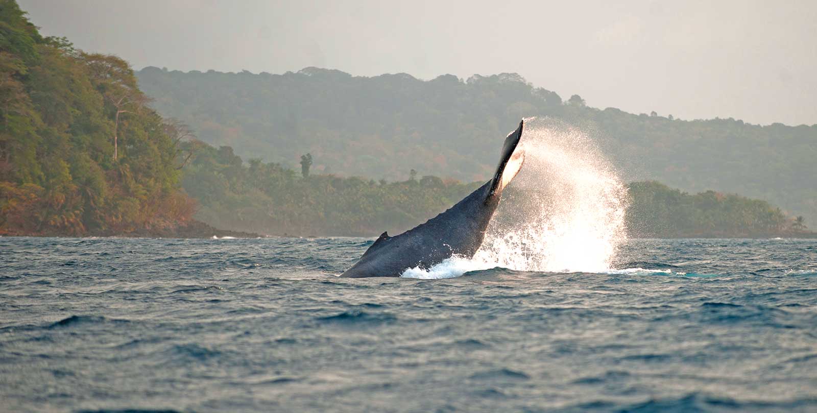 De juillet à septembre, vivre une expérience exceptionnelle avec l’observation des cétacés dans leur habitat naturel, Sao Tomé-et-Principe