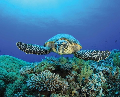 Sortie nocturne pour aller à l’encontre des tortues et de surveiller la ponte sur les plages de l’îlot de Rolas entre novembre et mars