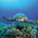 Sortie nocturne pour aller à l’encontre des tortues et de surveiller la ponte sur les plages de l’îlot de Rolas entre novembre et mars