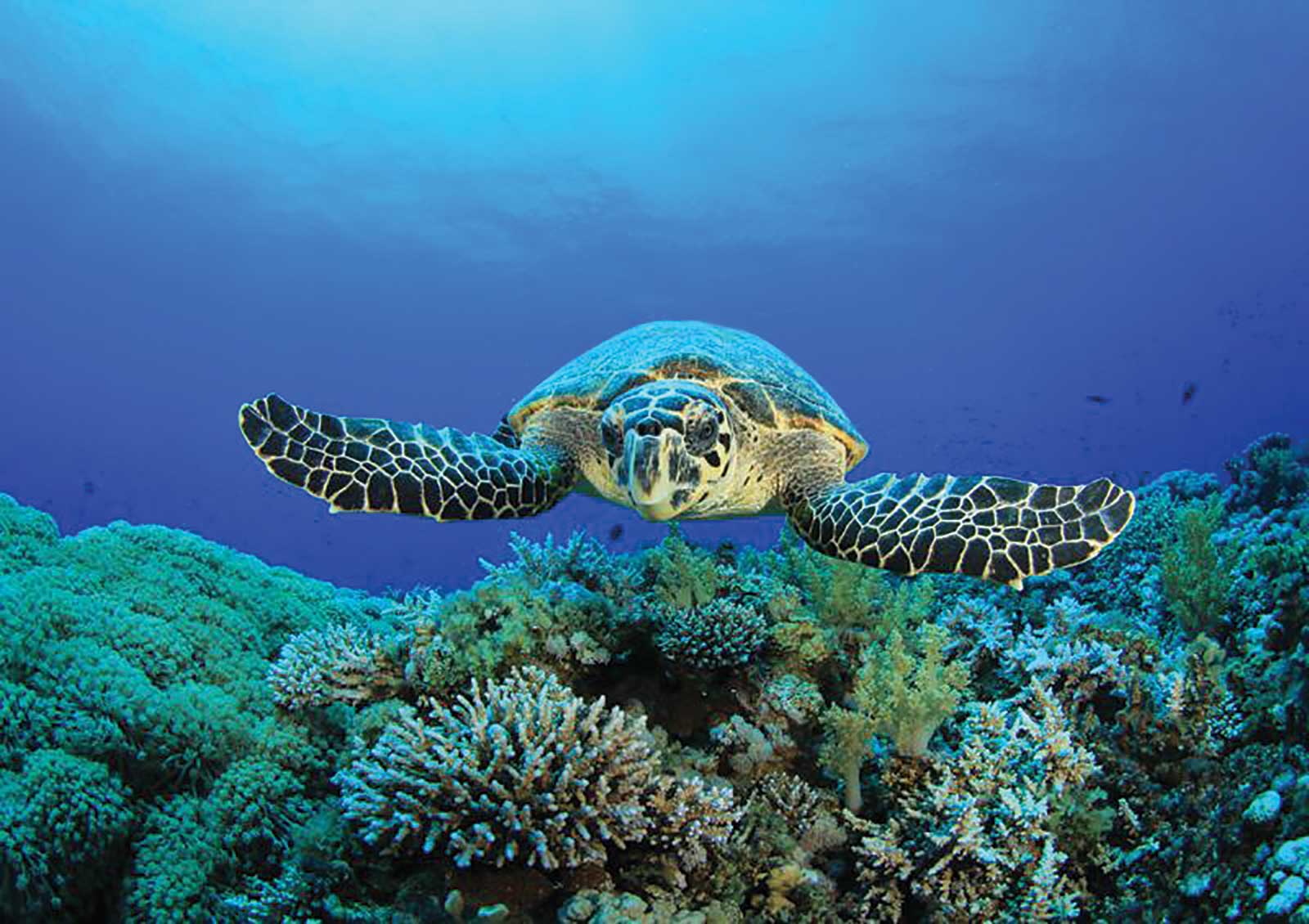 Sortie nocturne pour aller à l’encontre des tortues et de surveiller la ponte sur les plages de l’îlot de Rolas entre novembre et mars