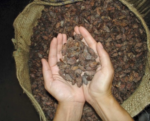Visite de plantations de cacao et du processus de production et de transformation du cacao, vue panoramique sur le principal pôle économique de l’île de Sao Tomé