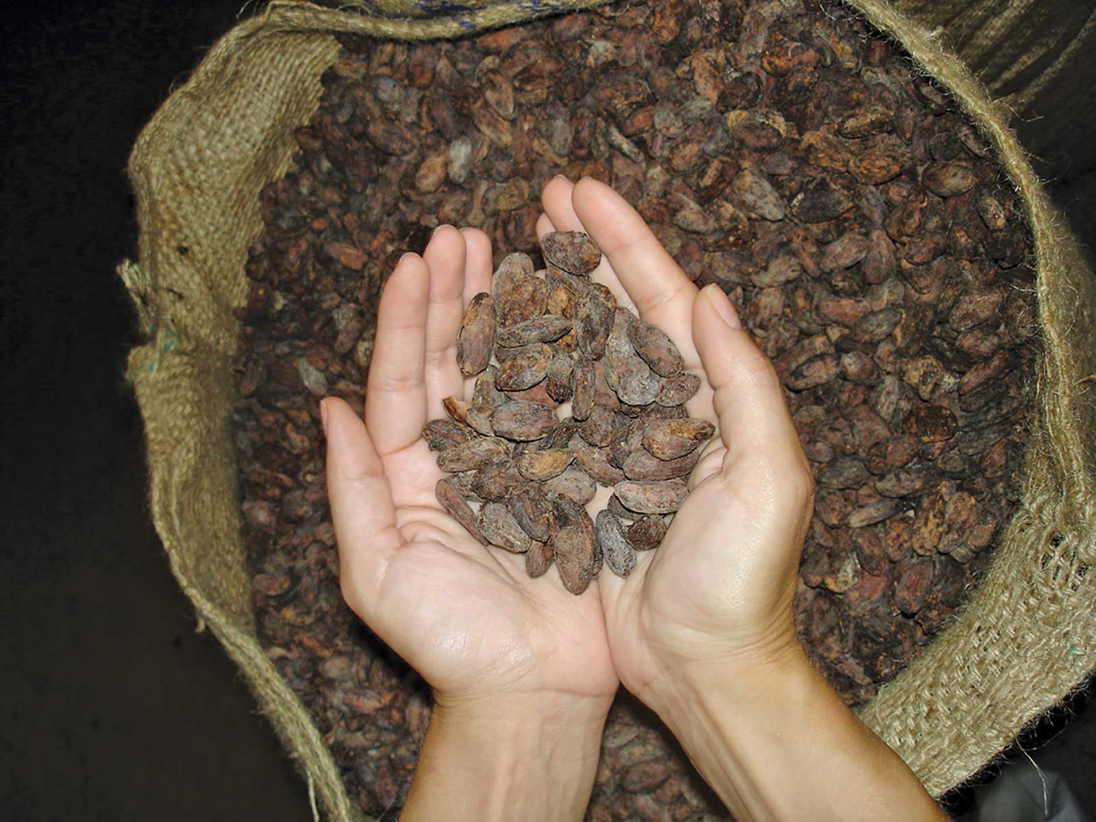 Visite de plantations de cacao et du processus de production et de transformation du cacao, vue panoramique sur le principal pôle économique de l’île de Sao Tomé