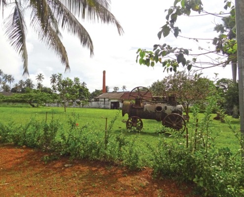 Randonnée à travers la Roça Agostino Neto, les forêts secondaires et d’altitude aux portes du parc naturel Ôbo, Bom Sucesso